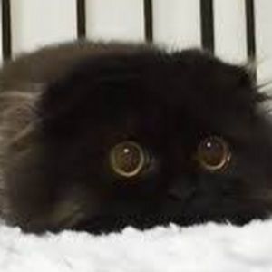 Meet your Posher, Audrey